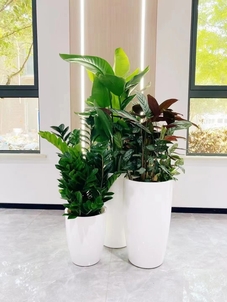 北仑花木出租哪家好